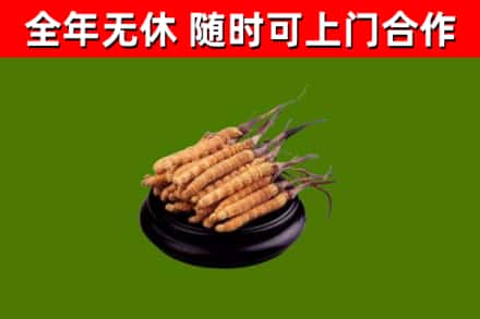 阳信县烟酒回收冬虫夏草.jpg